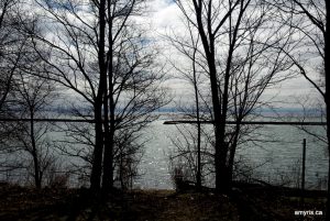 Light through the trees along the lake
