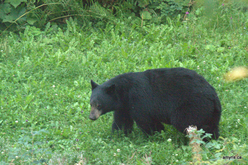 black bear roaming for berries